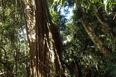 26 The Box Forest circuit, like all forest, has its share of Strangler Figs