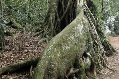 30 The roots of the Strangler Fig grow 'cathedral' style