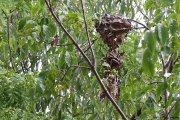 Old Green Ants nest